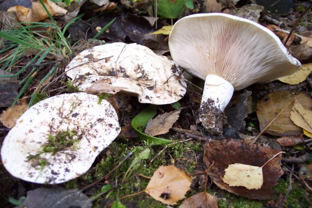 Груздь осиновый или тополёвый (Lactarius controversus) Груздь осиновый или тополёвый (Lactarius controversus)