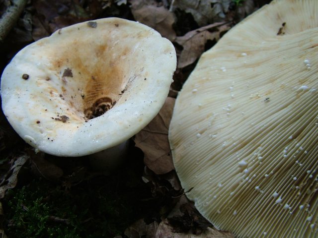 Скрипица, или груздь войлочный (Lactarius vellereus) Скрипица, или груздь войлочный (Lactarius vellereus)