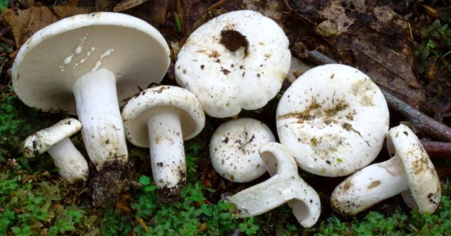 Груздь перечный (Lactarius piperatus) Груздь перечный (Lactarius piperatus)