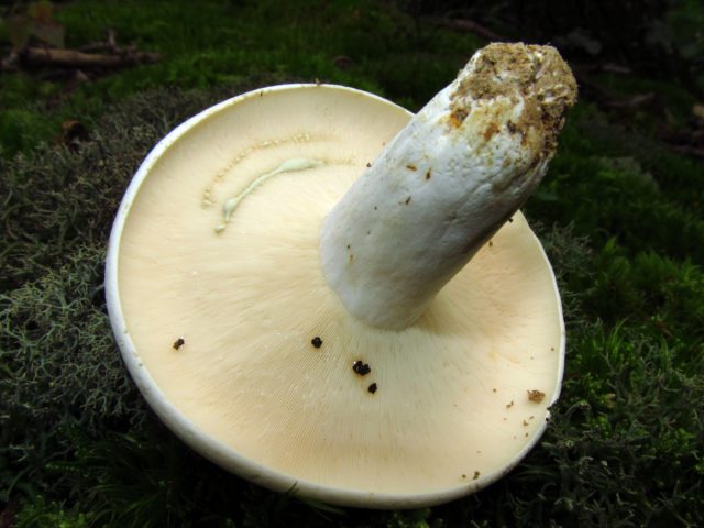 Груздь сизоватый (Lactarius glaucescens) Груздь сизоватый (Lactarius glaucescens)