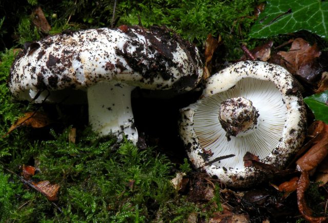 Подгруздок белый (Russula delica) Подгруздок белый (Russula delica)