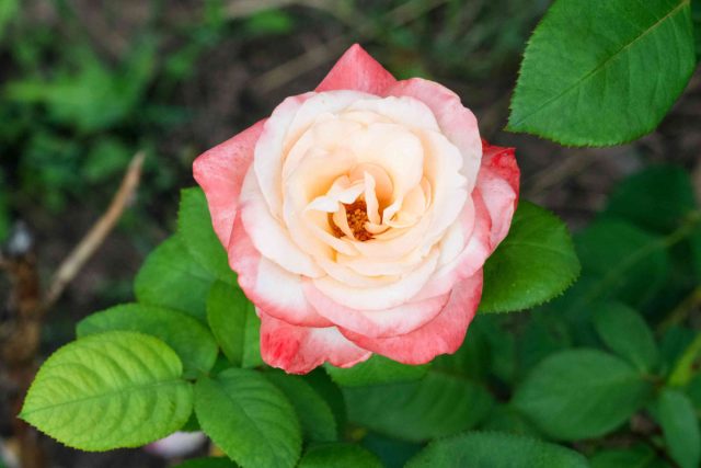 Для чая подойдут только сорта или махровые формы шиповника Для чая подойдут только сорта или махровые формы шиповника