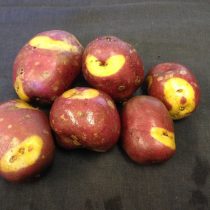 Сорт картофеля «Апачи» Сорт картофеля «Апачи»