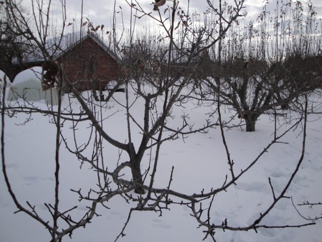 Когда температура почвы опускается ниже -15 градусов, корни повреждаются или даже погибают. Когда температура почвы опускается ниже -15 градусов, корни повреждаются или даже погибают.