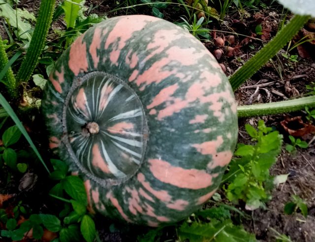 У нас, при огромном разнообразии тыкв - от декоративных до мускатных, из случайно проросших семян порой такое вырастает - диву даёшься!