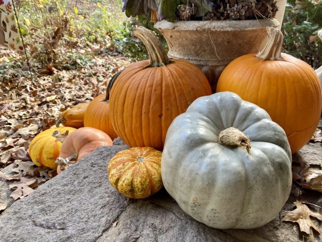 Самые крупноплодные сорта у нас "Пастила Шампань" и "Сдобная Пышка F1" - из-за вкуса.