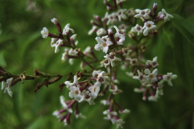 Вербена лимонная (Aloysia triphylla) обладает самым теплым золотисто-лимонным ароматом Вербена лимонная (Aloysia triphylla) обладает самым теплым золотисто-лимонным ароматом