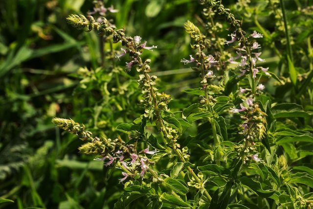 Базилик лаймовый (Ocimum americanum) обладает заметным благородным лимонным вкусом с легким оттенком камфары, корицы и лаванды Базилик лаймовый (Ocimum americanum) обладает заметным благородным лимонным вкусом с легким оттенком камфары, корицы и лаванды