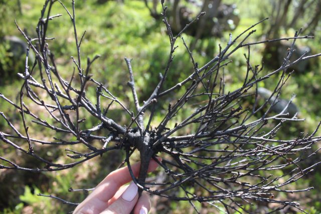 Дар полезной мутации или проклятие болезни: всё о ведьминой метле