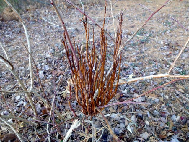 На плодовых деревьях или декоративных кустарниках ведьмины мётлы следует, для начала оценить На плодовых деревьях или декоративных кустарниках ведьмины мётлы следует, для начала оценить