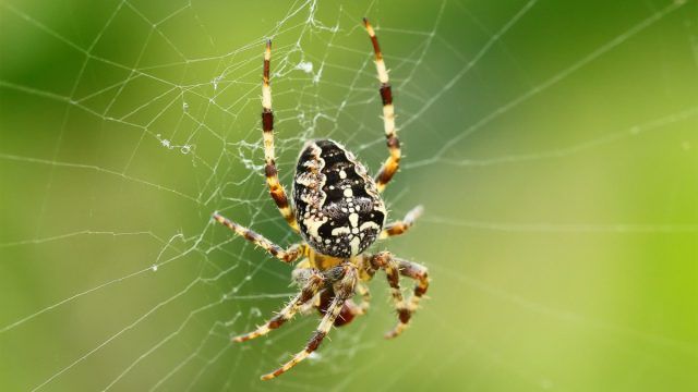 Один из самых узнаваемых пауков, способных чувствительно укусить - обыкновенный крестовик (Araneus diadematus).