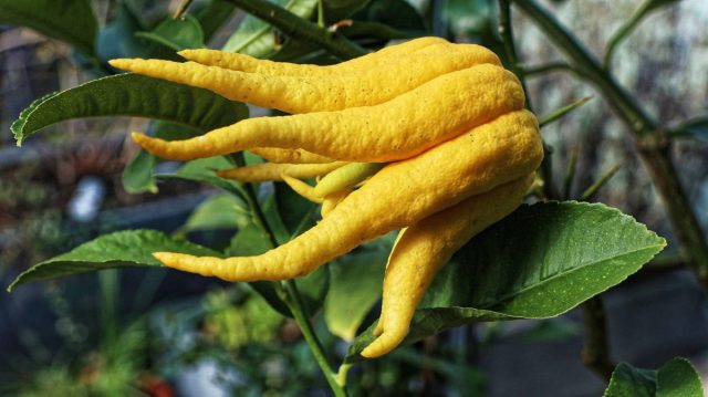 Цитрон пальчатый больше известен под странным названием «рука Будды». Цитрон пальчатый больше известен под странным названием «рука Будды».