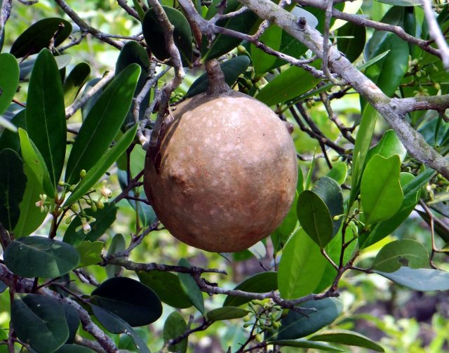 Крупные, от 14 до 24 см в диаметре, коричневые сферические плоды, созревая, падают на землю и раскалываются с громким треском, отдаленно напоминающим пушечный залп. Крупные, от 14 до 24 см в диаметре, коричневые сферические плоды, созревая, падают на землю и раскалываются с громким треском, отдаленно напоминающим пушечный залп.