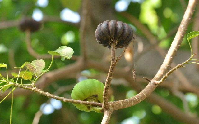 При созревании плоды динамитного дерева лопаются и разбрасывают семена в радиусе до 100 м, причем скорость «выстрела» доходит до 70 м/с. При созревании плоды динамитного дерева лопаются и разбрасывают семена в радиусе до 100 м, причем скорость «выстрела» доходит до 70 м/с.