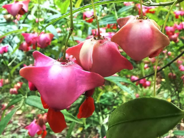 Многочисленные свисающие розовые коробочки с выступающими оранжевыми присемянниками держатся долго, украшая растение и после опадения листьев. Многочисленные свисающие розовые коробочки с выступающими оранжевыми присемянниками держатся долго, украшая растение и после опадения листьев.