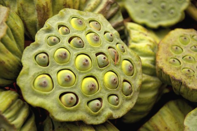 Семена «проступают» из цветоложа, превращая его в подобие душевой насадки. Хотя кому-то семена-«орешки» напоминают странные глаза. Семена «проступают» из цветоложа, превращая его в подобие душевой насадки. Хотя кому-то семена-«орешки» напоминают странные глаза.