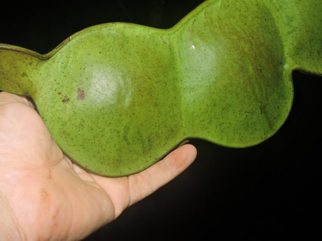 Энтада – типичный представитель семейства бобовые, плод – боб. Но этот боб может достигать 1,5 метров в длину и веса в 35 кг. Энтада – типичный представитель семейства бобовые, плод – боб. Но этот боб может достигать 1,5 метров в длину и веса в 35 кг.