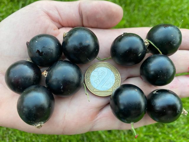 Сорт черной смородины «Добрыня»