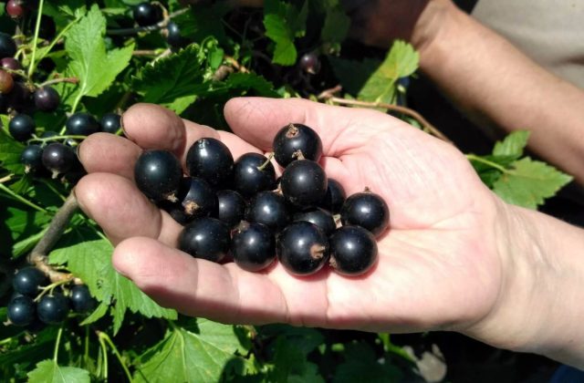 Сорт черной смородины «Литвиновская»