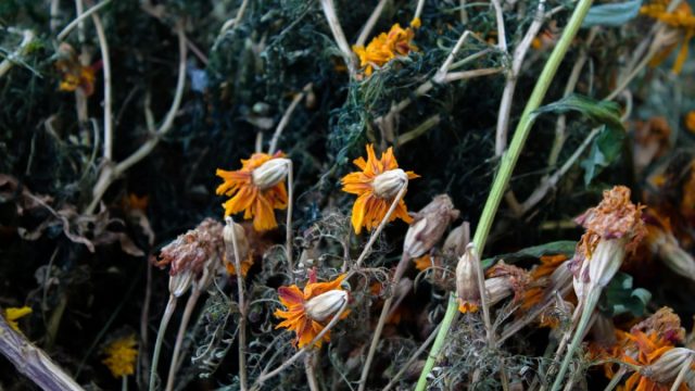 Однолетние растения из вашего огорода, которые закончили цветение/плодоношение и отмирают, хорошо использовать для компостирования.