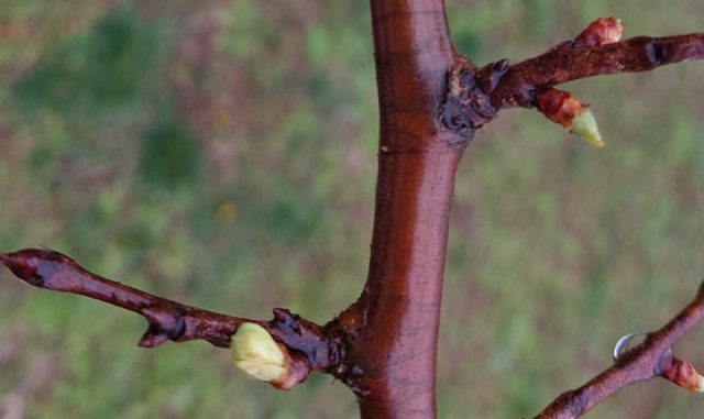 Бывают ещё шпорцы - тоже короткие (1-10 см), с плодовыми почками у основания и несколькими ростовыми наверху