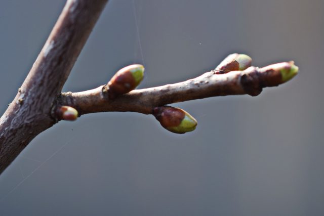 Интересные короткие (5-15 см) толстенькие отросточки, отходящие от ветки под прямым, и порой и тупым углом, которые называются копьецом Интересные короткие (5-15 см) толстенькие отросточки, отходящие от ветки под прямым, и порой и тупым углом, которые называются копьецом