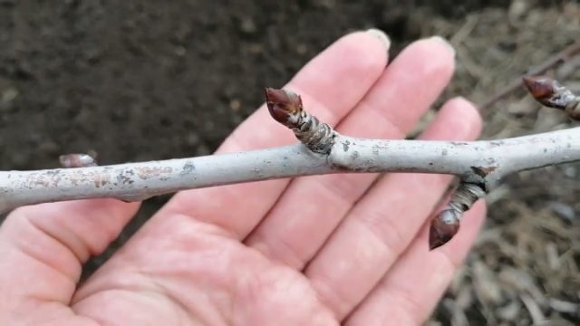 Ещё более короткие отросточки (1-5 см), толстенькие, отходящие от ветки под большим углом, со «складочками» на поверхности - кольчатки Ещё более короткие отросточки (1-5 см), толстенькие, отходящие от ветки под большим углом, со «складочками» на поверхности - кольчатки