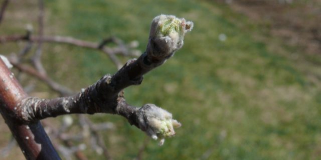 С возрастом плодовые образования нередко объединяются, формируя этакий корявенький кластер, называется он плодухой С возрастом плодовые образования нередко объединяются, формируя этакий корявенький кластер, называется он плодухой