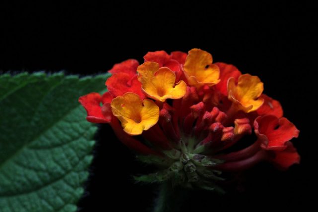Лантана сводчатая «Кроцеа» (Lantana camara 'Crocea')