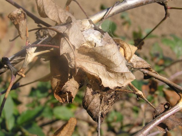 Гусеницы златогузки скручивают листья, покрывая их сверху бело-серебристой паутиной, и в них зимуют. Гусеницы златогузки скручивают листья, покрывая их сверху бело-серебристой паутиной, и в них зимуют.
