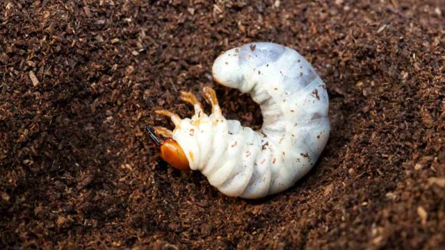 Почва и опавшие листья являются хорошим укрытием для насекомых, не дающим им вымерзнуть в суровые зимы. Почва и опавшие листья являются хорошим укрытием для насекомых, не дающим им вымерзнуть в суровые зимы.