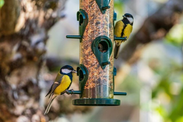 Большую часть насекомых уничтожают скворцы, синицы, грачи, трясогузки, мухоловки, дрозды. Большую часть насекомых уничтожают скворцы, синицы, грачи, трясогузки, мухоловки, дрозды.