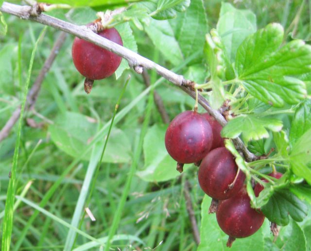 Крыжовник "Русский"