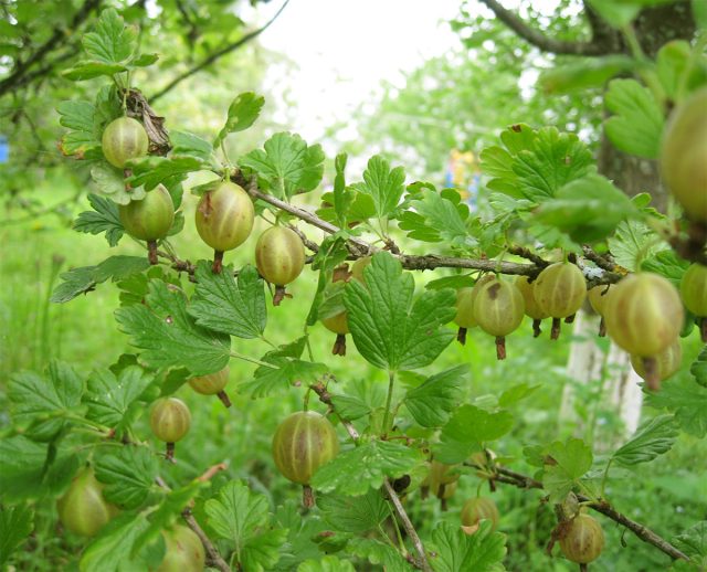 Крыжовник "Русский жёлтый"