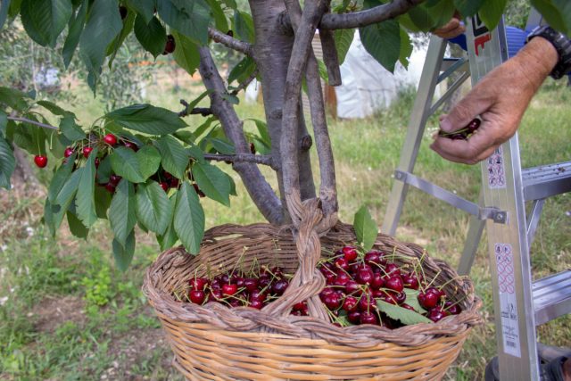 Можно ли вырастить вкусную черешню в Подмосковье?