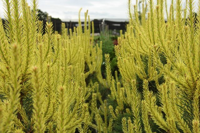 "Канделайт" (Pinus sylvestris 'Candlelight').