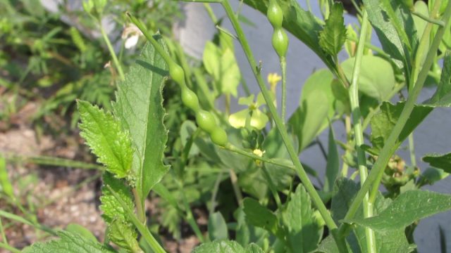 У змеиной редьки в пищу употребляются молодые стручки, имеющие вкус острой редиски У змеиной редьки в пищу употребляются молодые стручки, имеющие вкус острой редиски