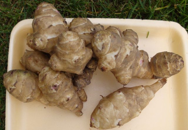 Одна из самых универсальных и неприхотливых сельскохозяйственных культур, растущих без всякого ухода на одном месте до 40 лет – топинамбур.