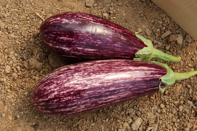 Урожайность баклажана «Лейре» поражает: под укрытием сорт может дать до 13,5 кг плодов с 1 м2! Урожайность баклажана «Лейре» поражает: под укрытием сорт может дать до 13,5 кг плодов с 1 м2!