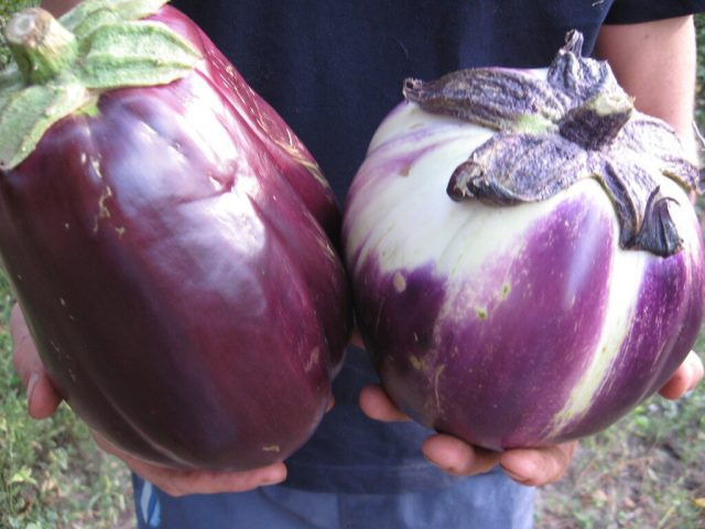 Плоды баклажанов «Бумбо» имеют сиренево-белую окраску и овальную или шаровидную форму Плоды баклажанов «Бумбо» имеют сиренево-белую окраску и овальную или шаровидную форму