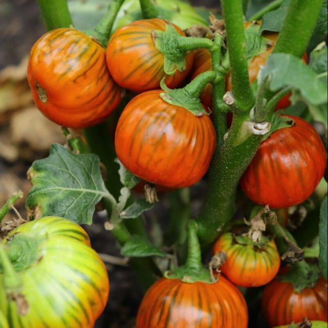 Сорт «Африка» с необычной для баклажанов ярко-оранжевой окраской и круглой формой Сорт «Африка» с необычной для баклажанов ярко-оранжевой окраской и круглой формой