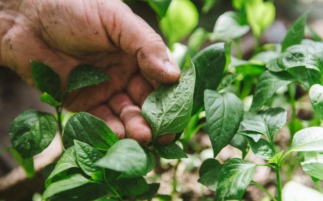 Присутствие тли легко заметить, так как она часто встречается большими скоплениями на молодых листьях и цветах