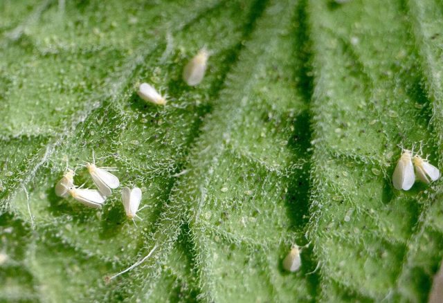Белокрылки высасывают сок из растений, ослабляя их и заражая болезнями