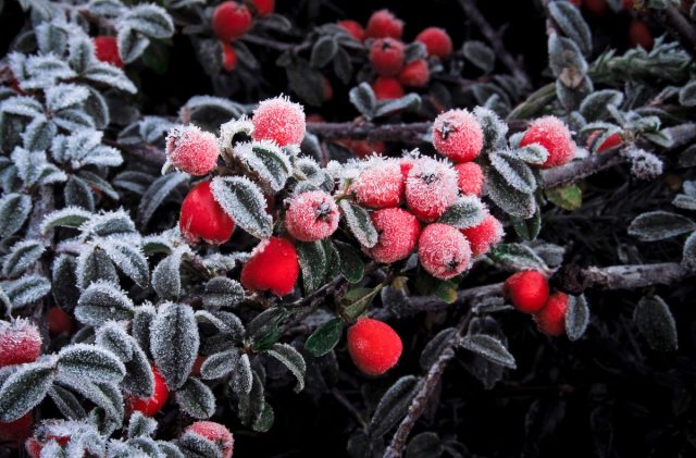 Секреты брусники, которые вам стоит знать, или Ягода с северным характером