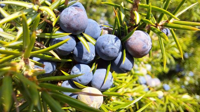 На самом деле это вовсе не ягоды, а женские шишки с мясистыми чешуями, сросшимися в округлое образование. На самом деле это вовсе не ягоды, а женские шишки с мясистыми чешуями, сросшимися в округлое образование.