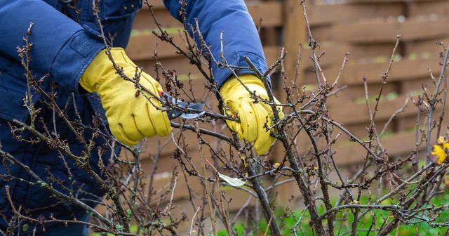 Смородина безболезненно переносит обрезку после того, как сбросит листья Смородина безболезненно переносит обрезку после того, как сбросит листья