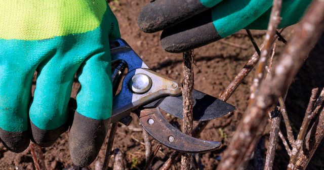 После сбора урожая смородины ветви старше 4-х лет можно смело удалять После сбора урожая смородины ветви старше 4-х лет можно смело удалять