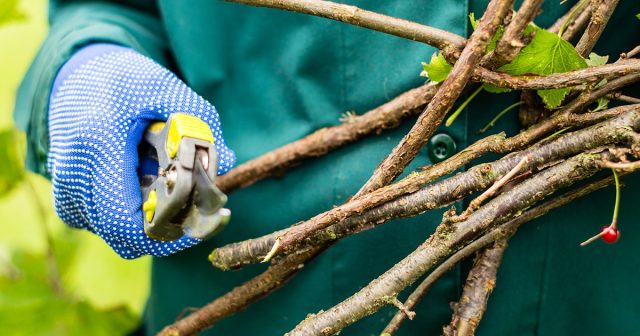 Вся обрезка красной и белой смородин сводится к удалению старых побегов со сниженным плодоношением Вся обрезка красной и белой смородин сводится к удалению старых побегов со сниженным плодоношением