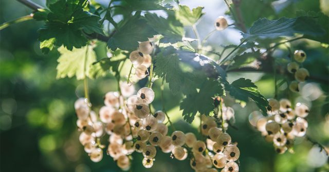 Запущенным старым кустам смородины можно вернуть былой обильный урожай с помощью омолаживающей обрезки