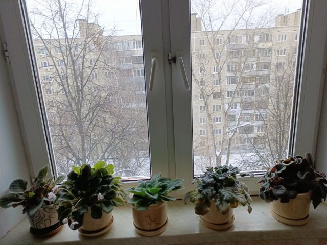 Наш подоконник до всех этих обсуждений Наш подоконник до всех этих обсуждений